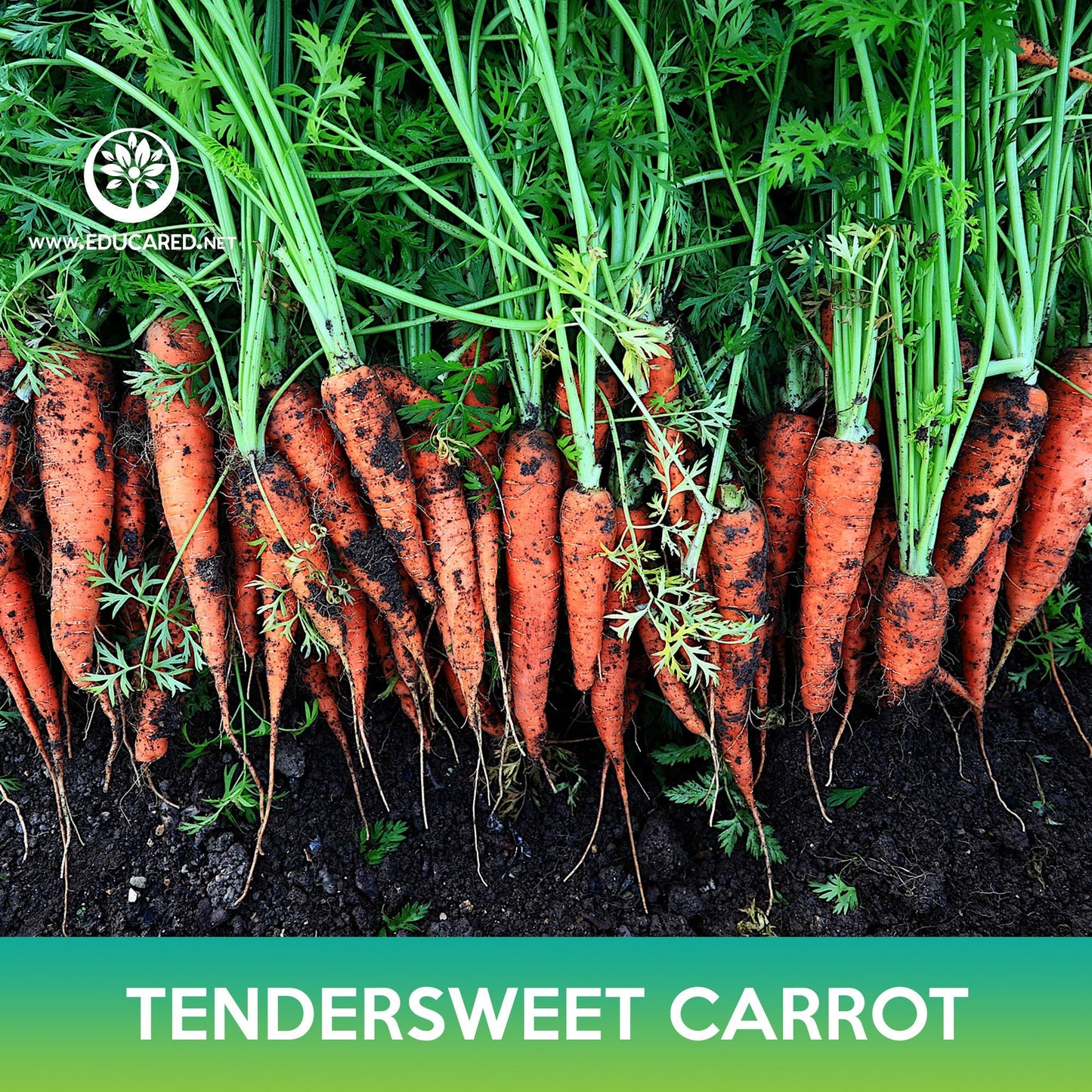 Tendersweet Carrot Seeds