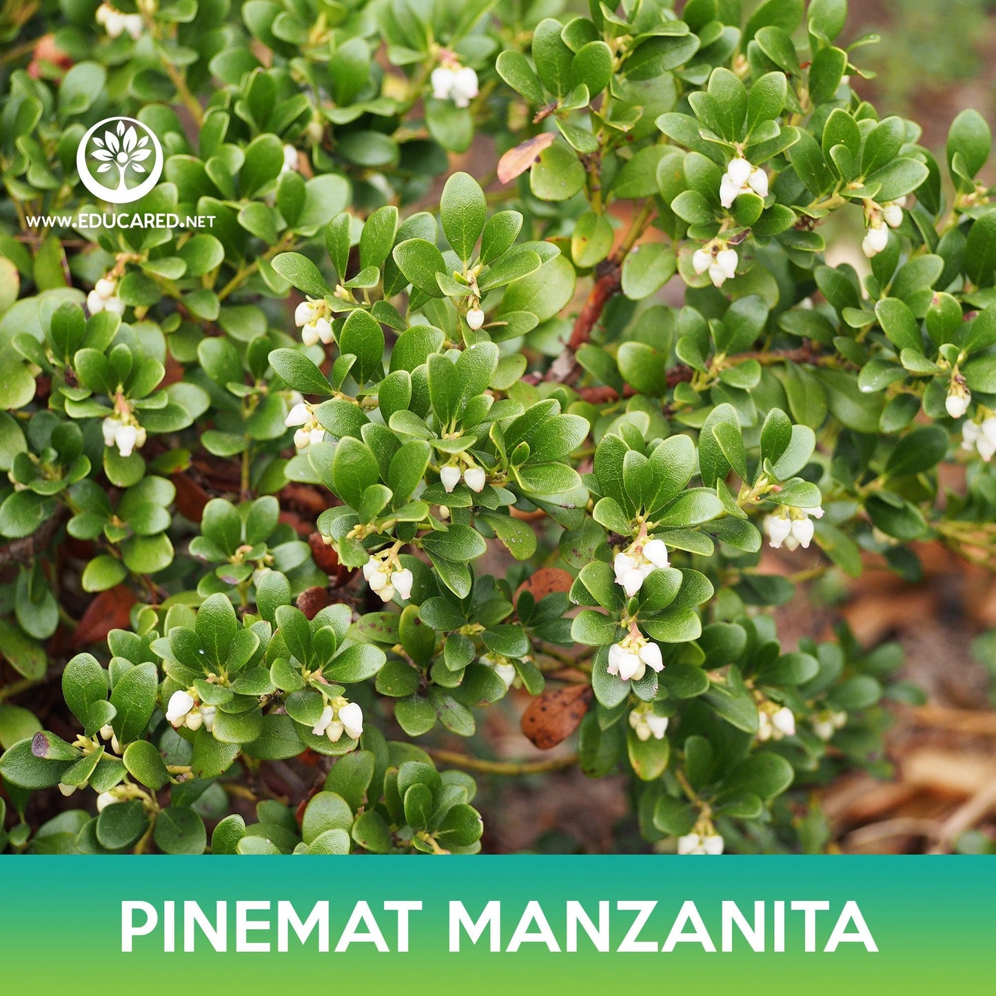 Pinemat Manzanita Groundcover Seeds, Arctostaphylos nevadensis