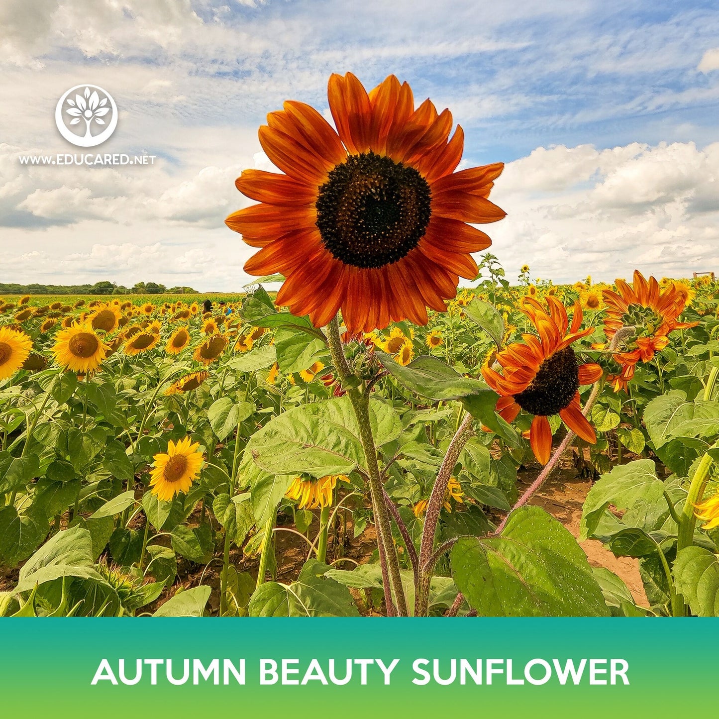 Autumn Beauty Sunflower Seeds