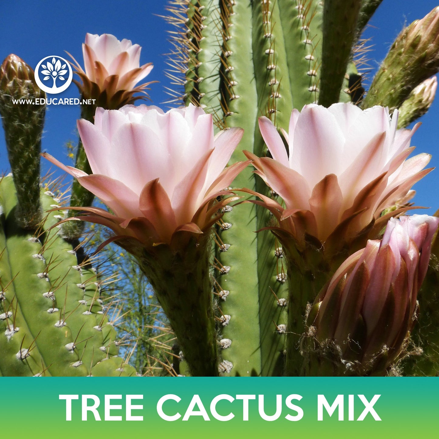 Tree Cactus Mix Seeds, Pilosocereus Seeds