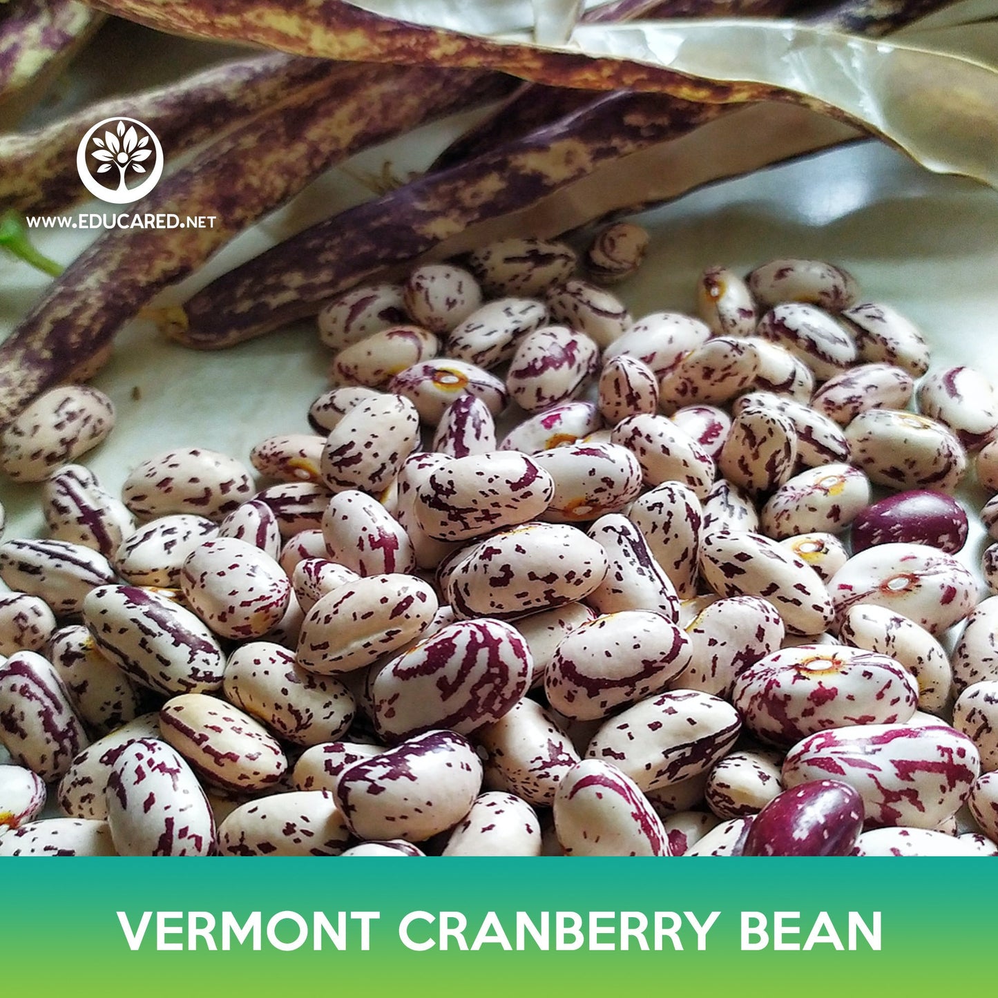 Vermont Cranberry Bean Seeds, Borlotti Bean