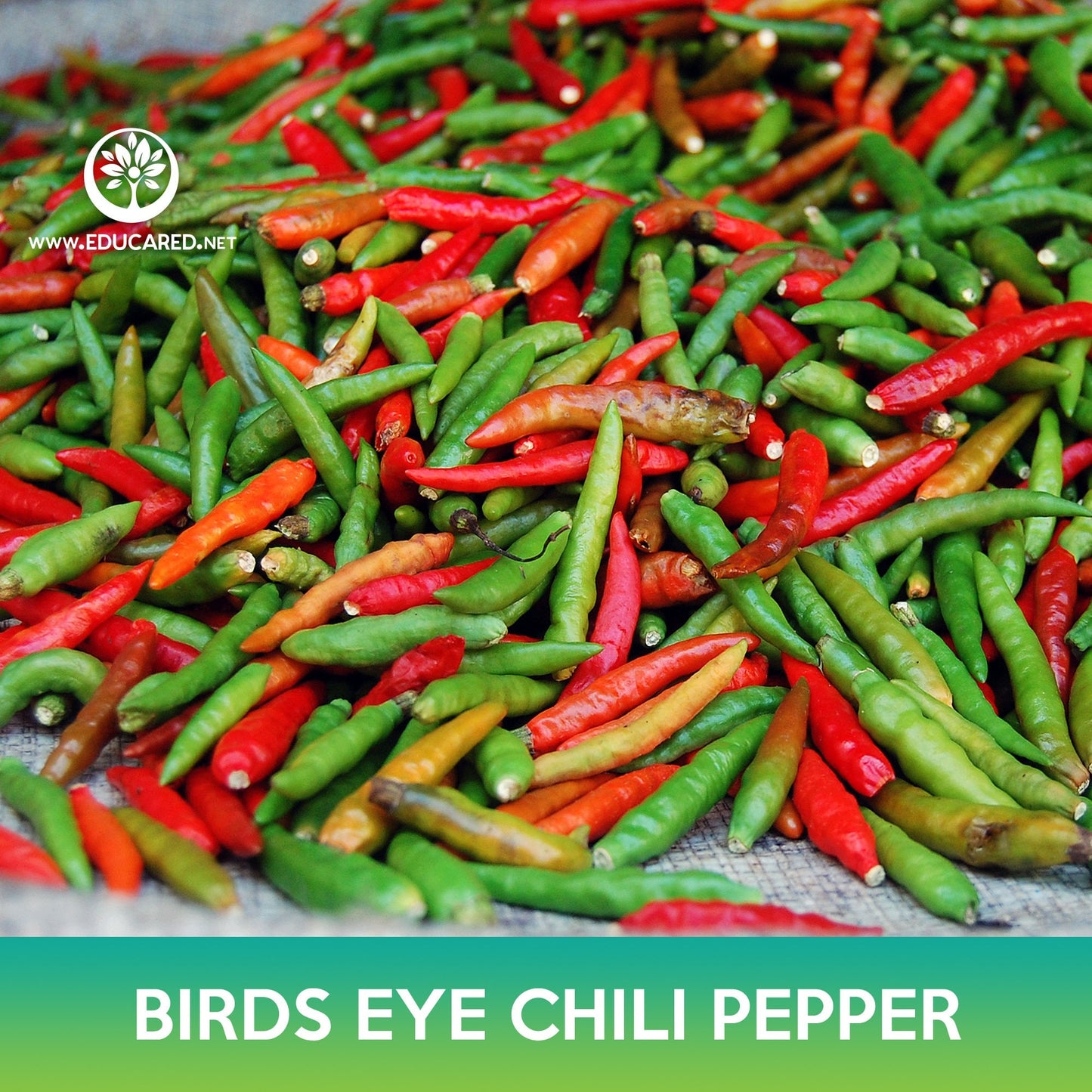 Birds Eye Chili Pepper Seeds, Thai Chili Pepper