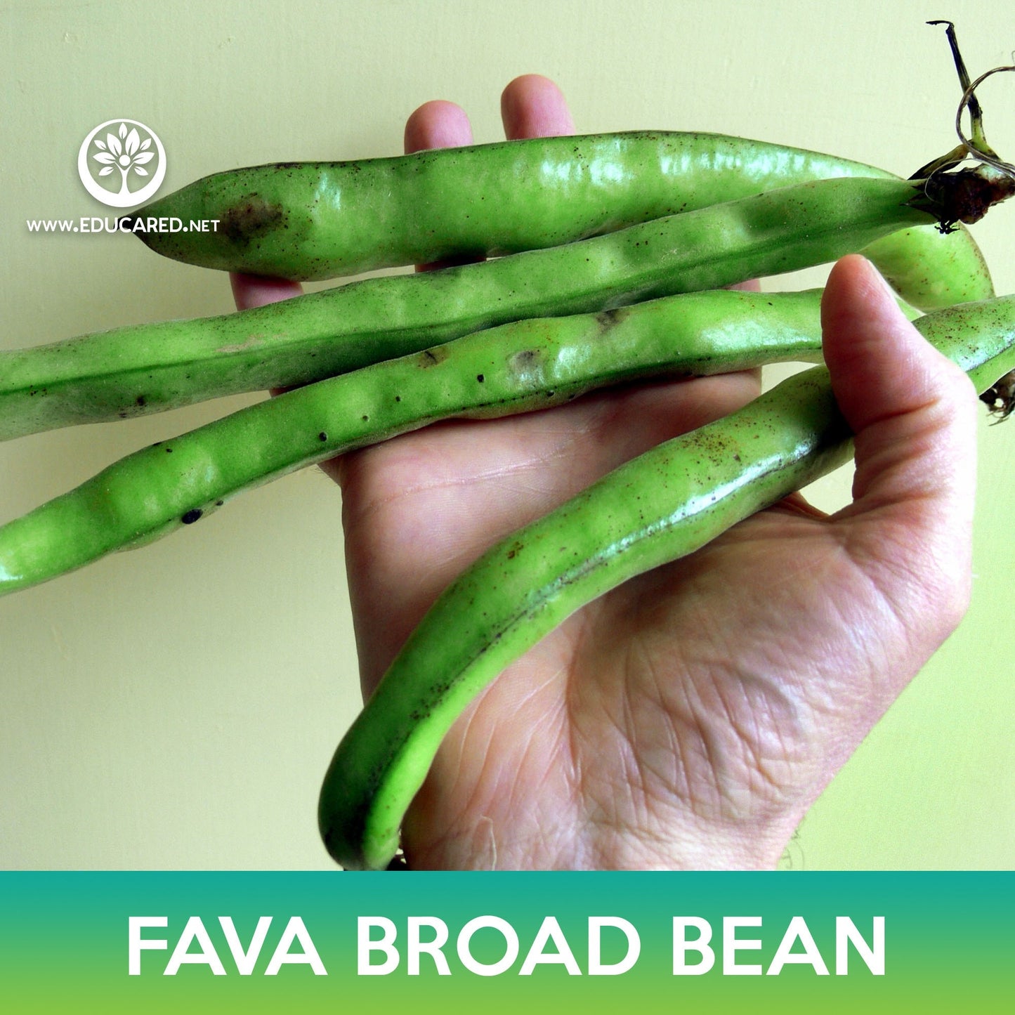 Fava Broad Bean Seeds, Vicia faba