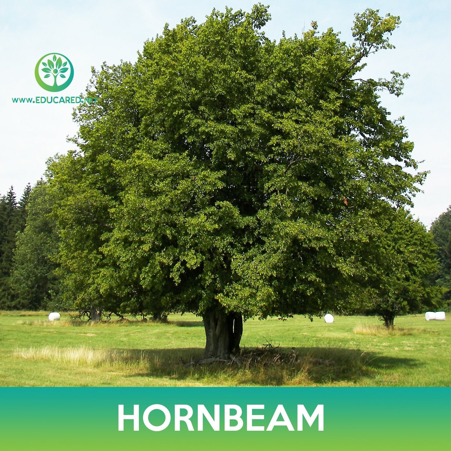 Hornbeam (American, European , Korean) Seeds
