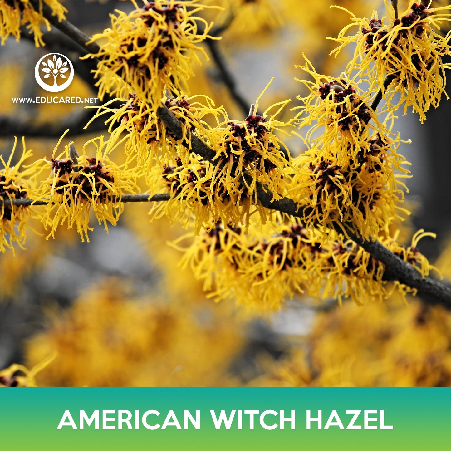 American Witch Hazel Tree Seeds, Hamamelis virginiana, Fragrant yellow Bloom Tree