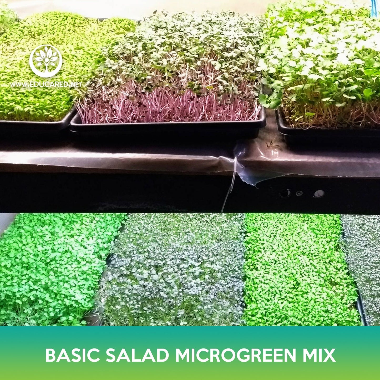 Basic Salad Microgreen Mix Seeds