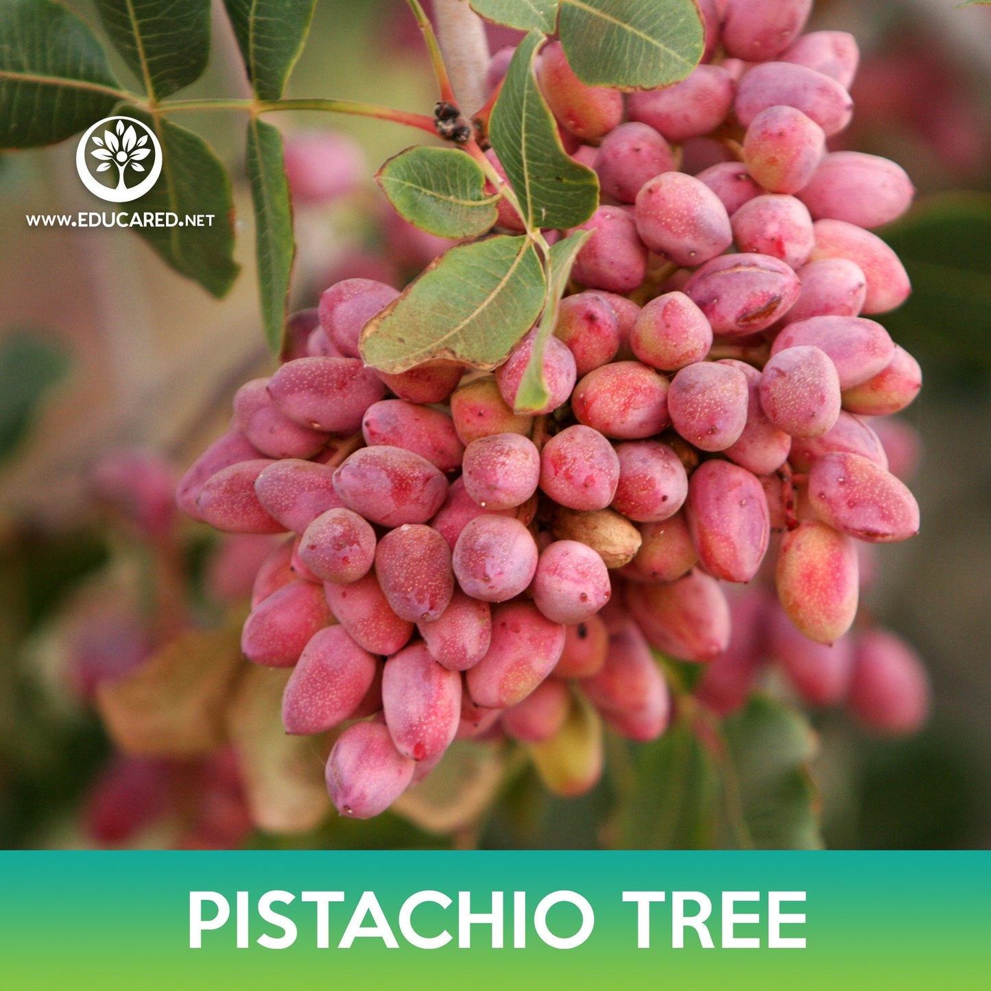 Pistachio Tree Seeds, Pistacia Vera