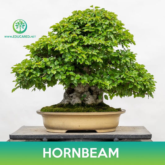Hornbeam (American, European , Korean) Seeds