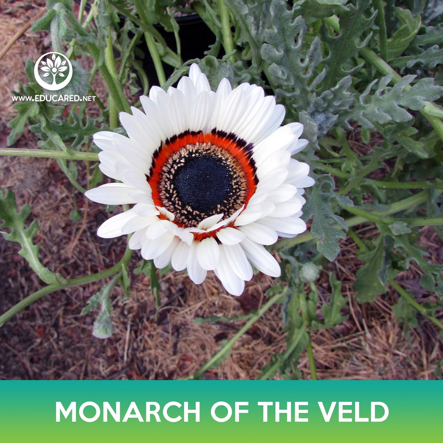 Monarch of the Veld Seeds, Venidium
