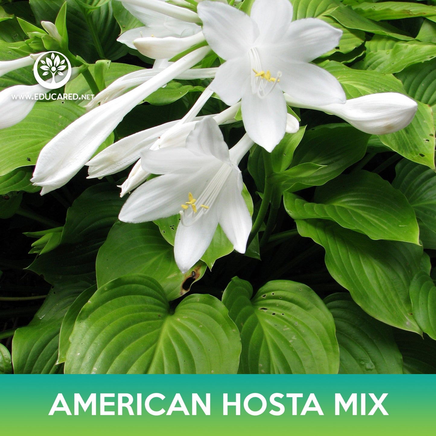 American Hosta Mix Seeds