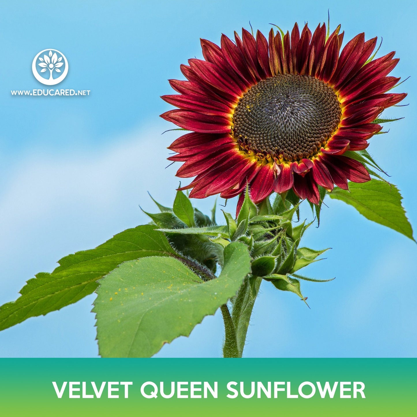 Velvet Queen Sunflower Seeds