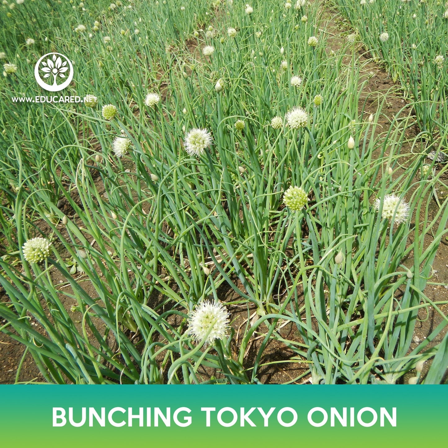 Long White Bunching Tokyo Onion Seeds, Welsh Onion