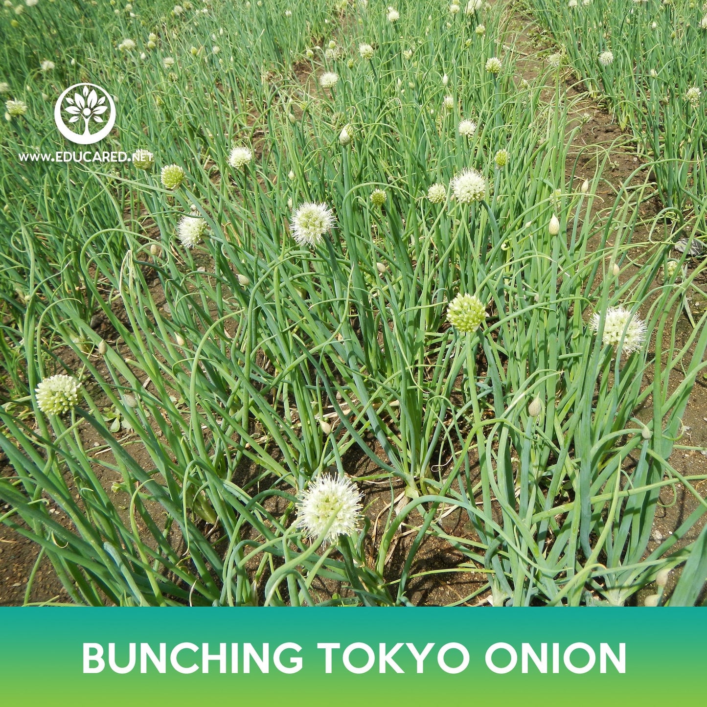 Long White Bunching Tokyo Onion Seeds, Welsh Onion, Allium fistulosum