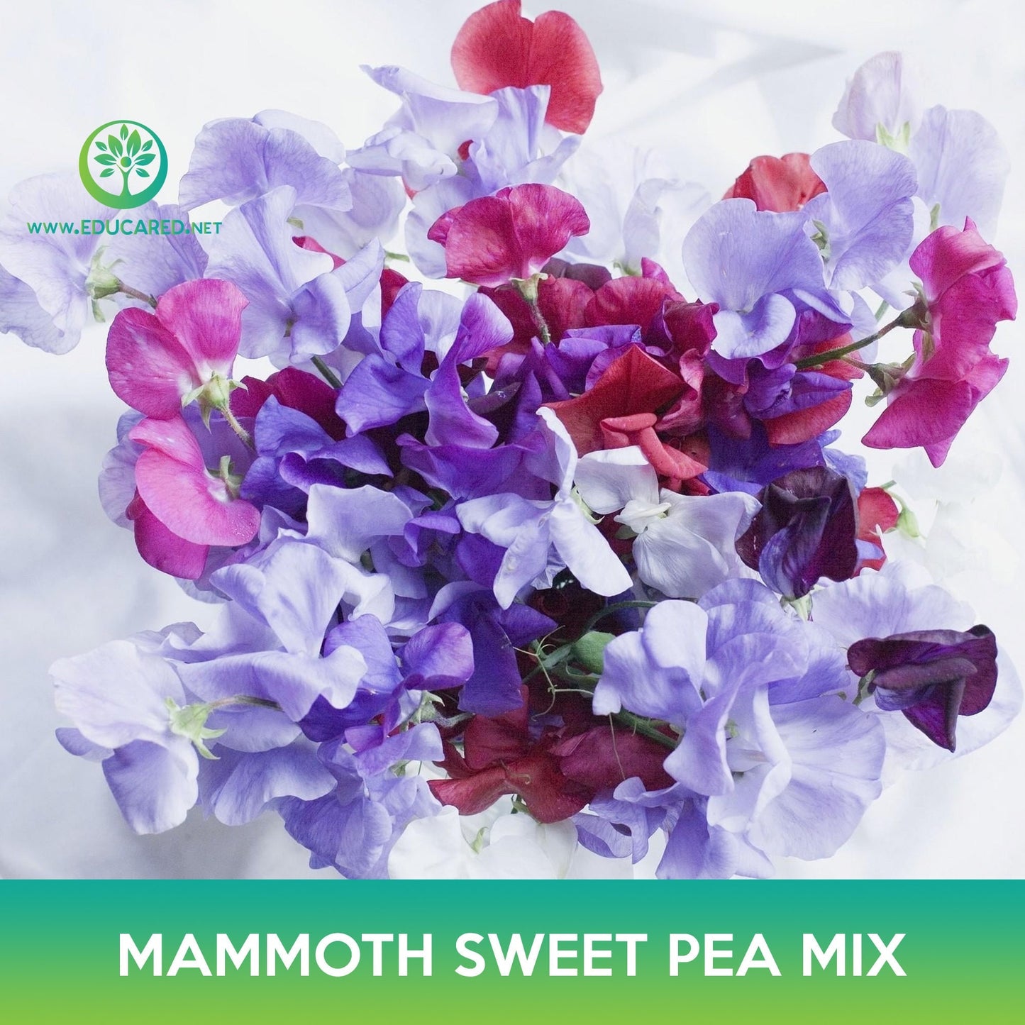 Mammoth Sweet Pea Mix Seeds