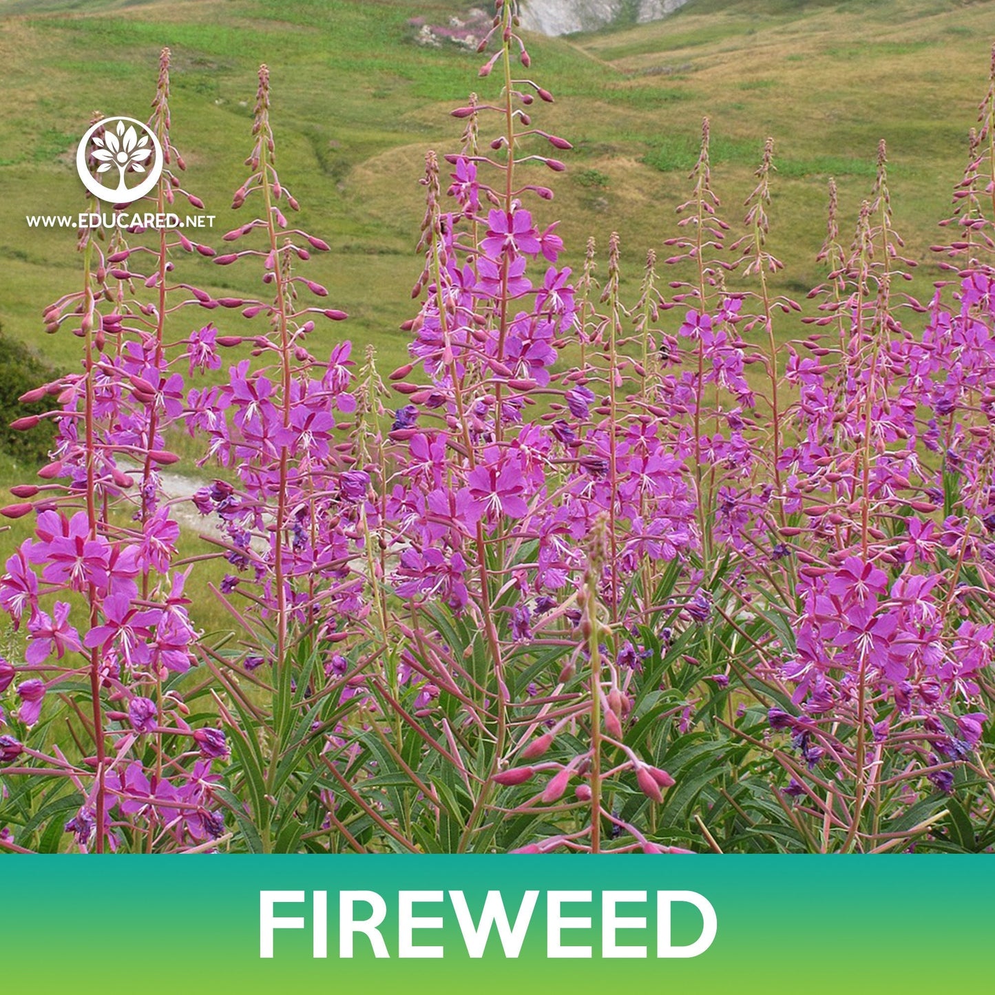 Fireweed Flower Seeds