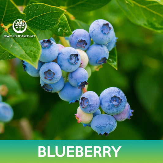 Highbush Blueberry Seeds