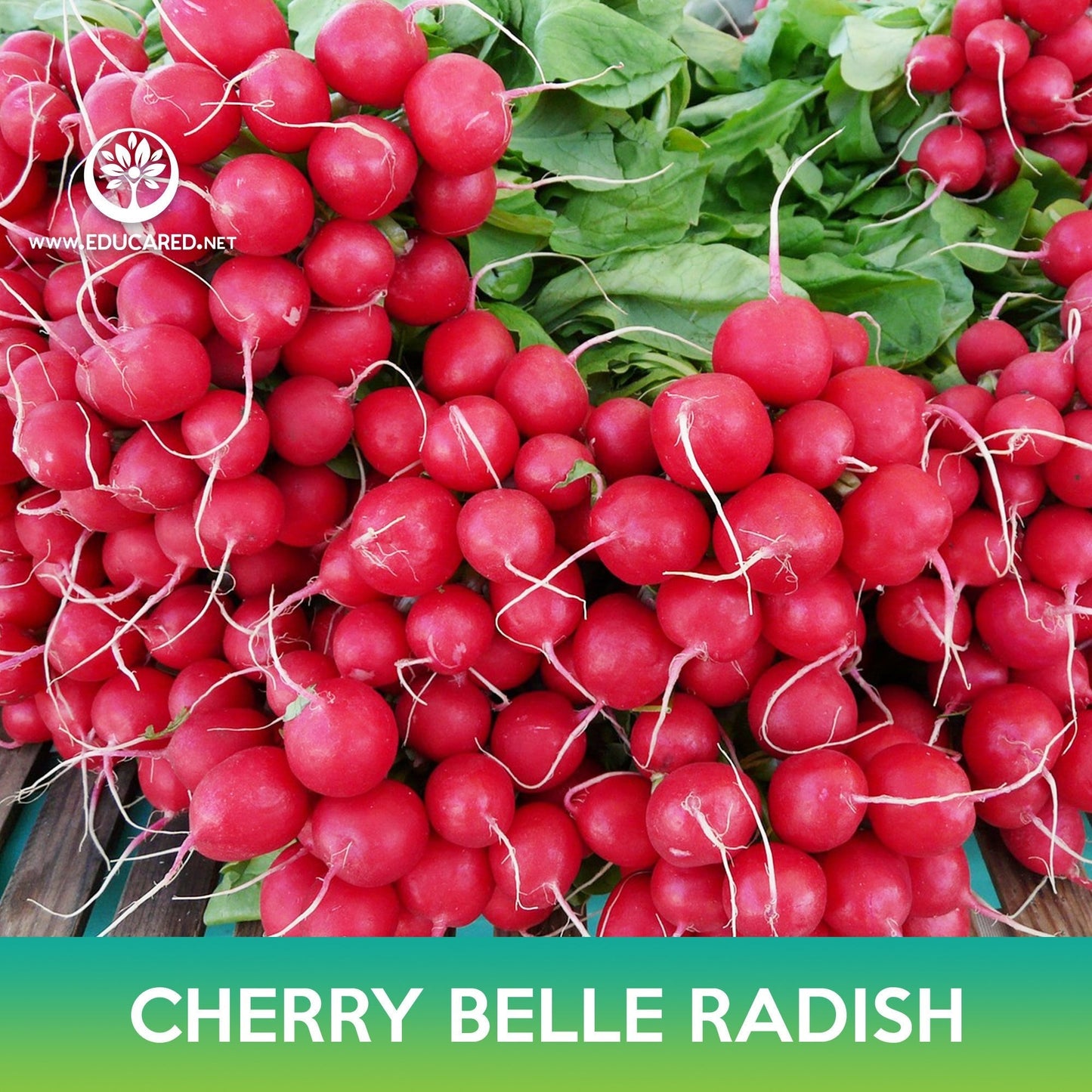 Cherry Belle Radish Seeds