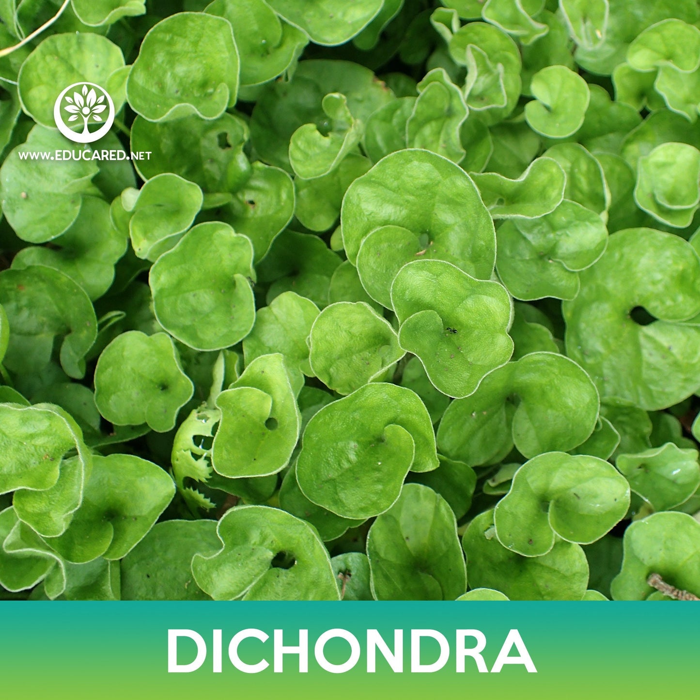 Dichondra Groundcover Seeds, Kidney Weed, Dichondra repens