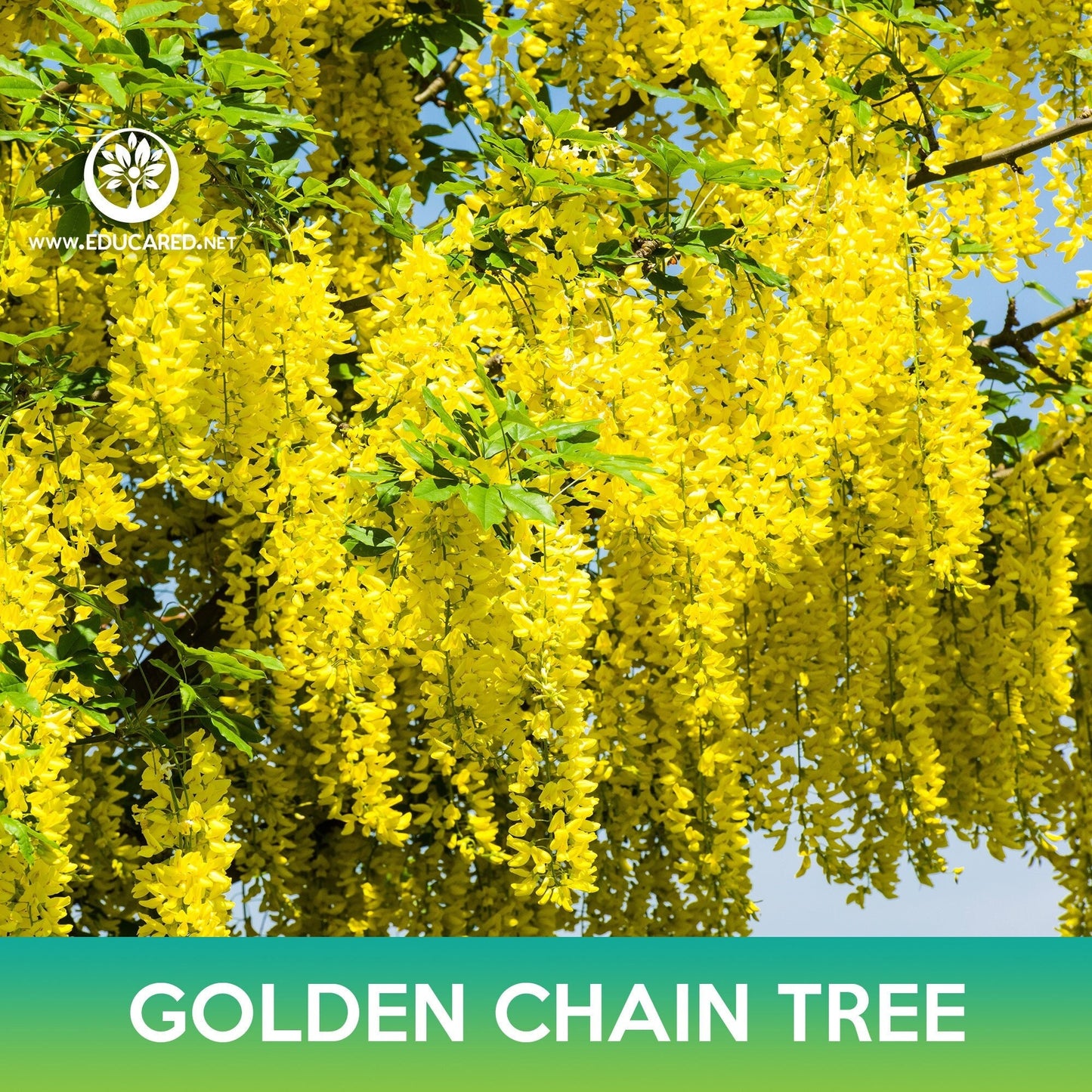 Golden Chain Tree Seeds, Golden Rain Tree