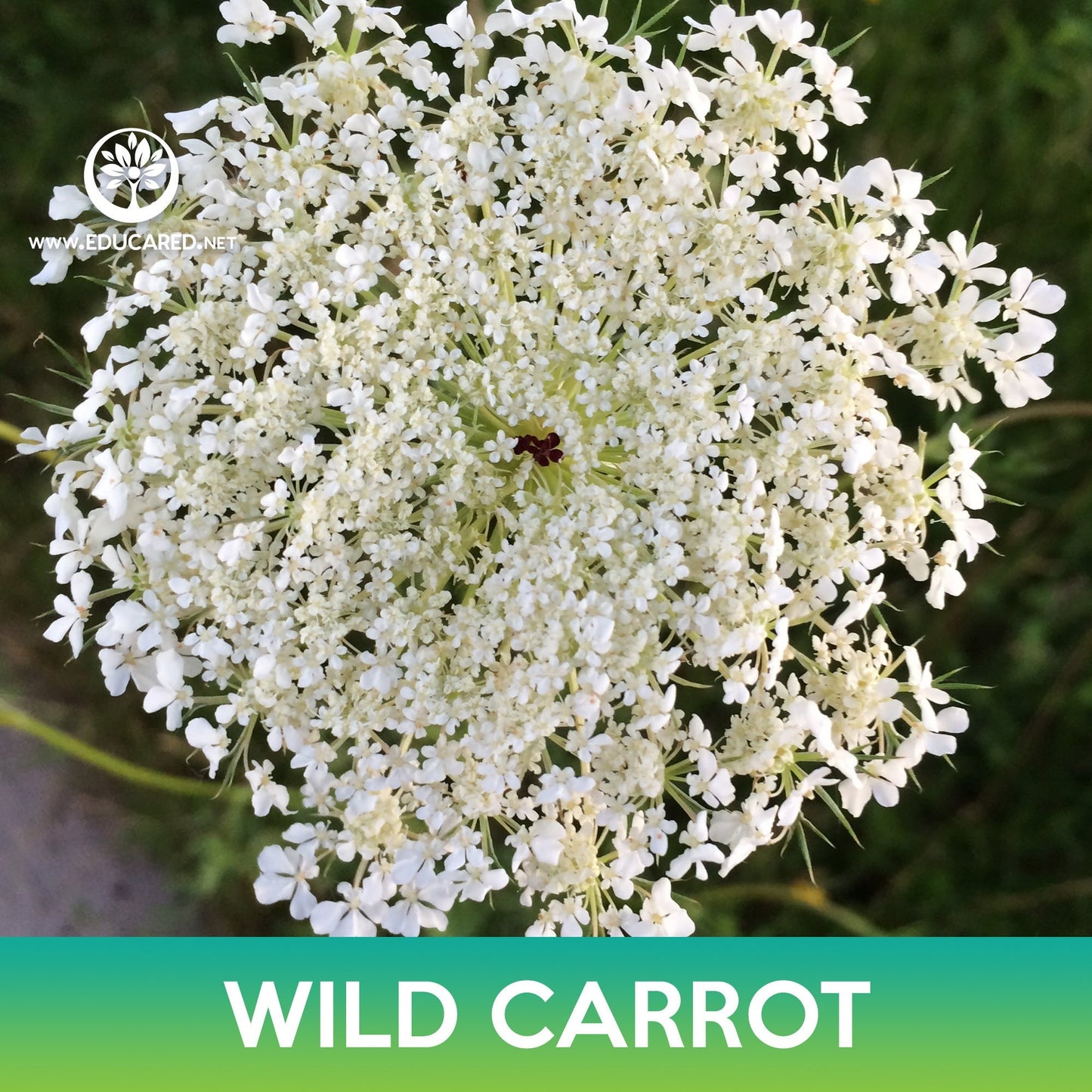 Wild Carrot Seeds, Daucus carota