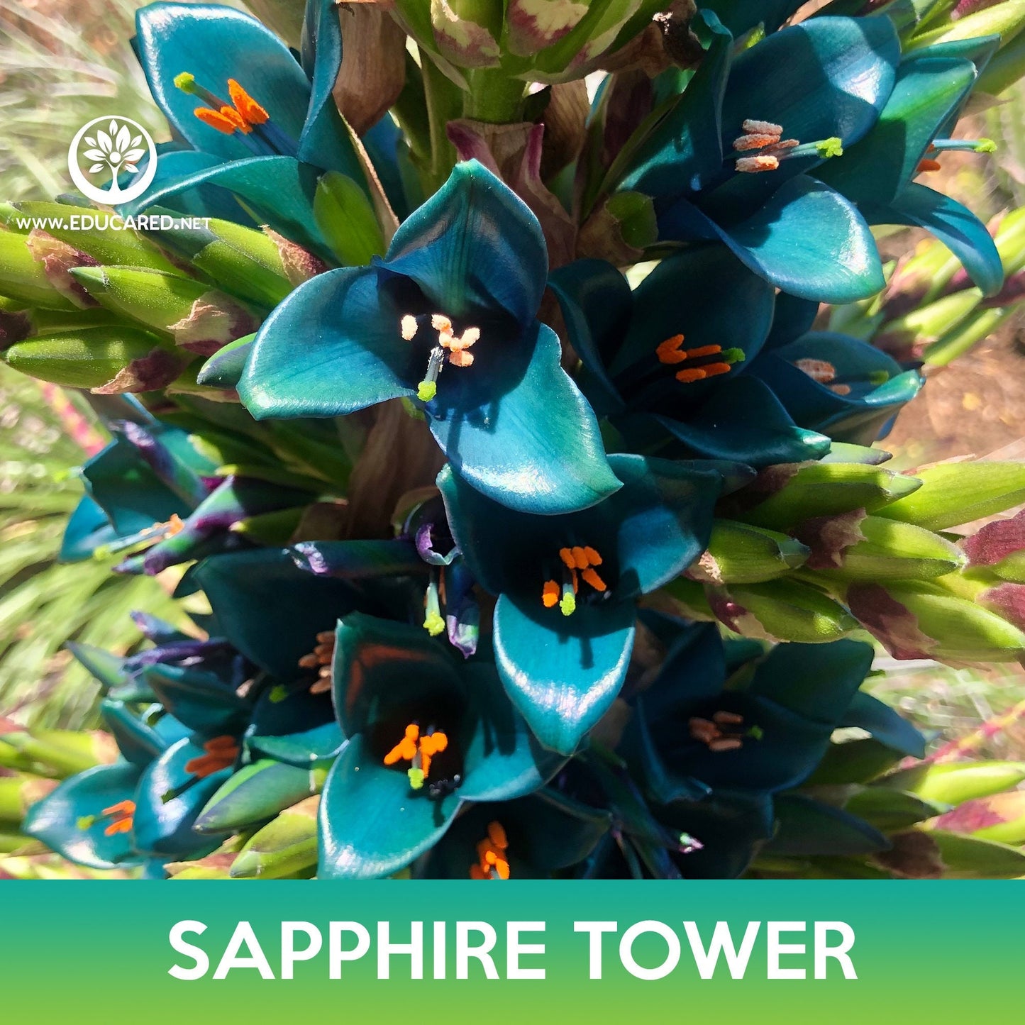 Puya Sapphire Tower Succulent Seeds, Puya alpestris, Mountain Puya