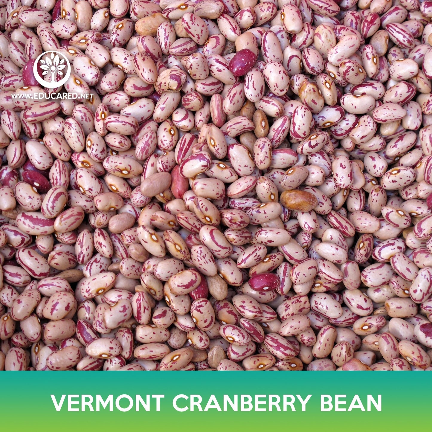 Vermont Cranberry Bean Seeds, Borlotti Bean