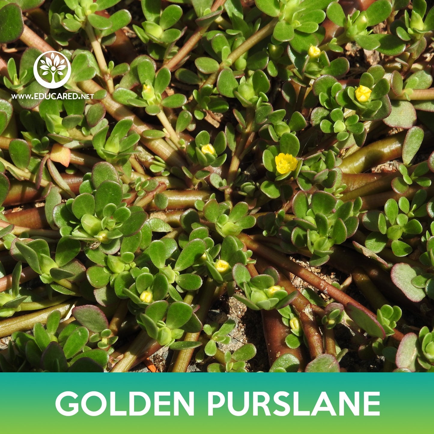 Golden Purslane Seeds, Portulaca oleracea sativa