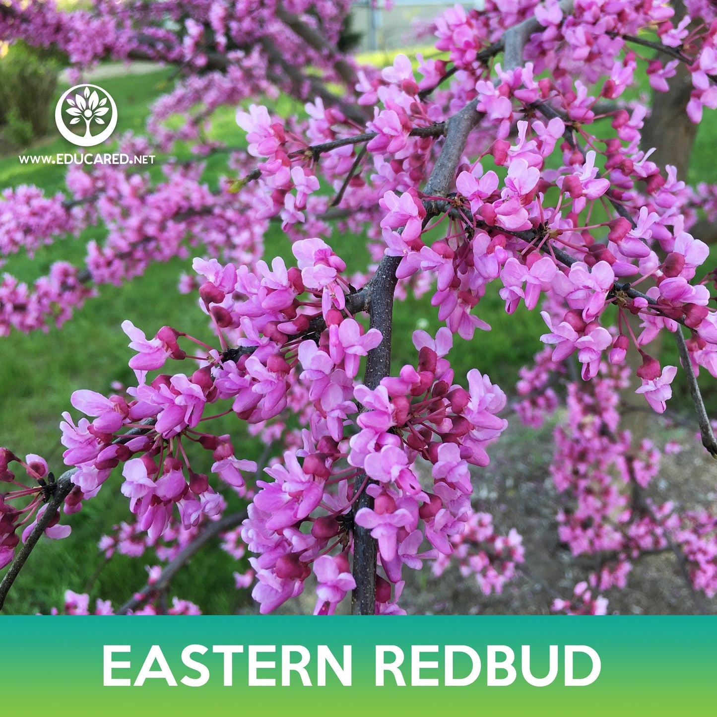 Eastern Redbud Tree Seeds