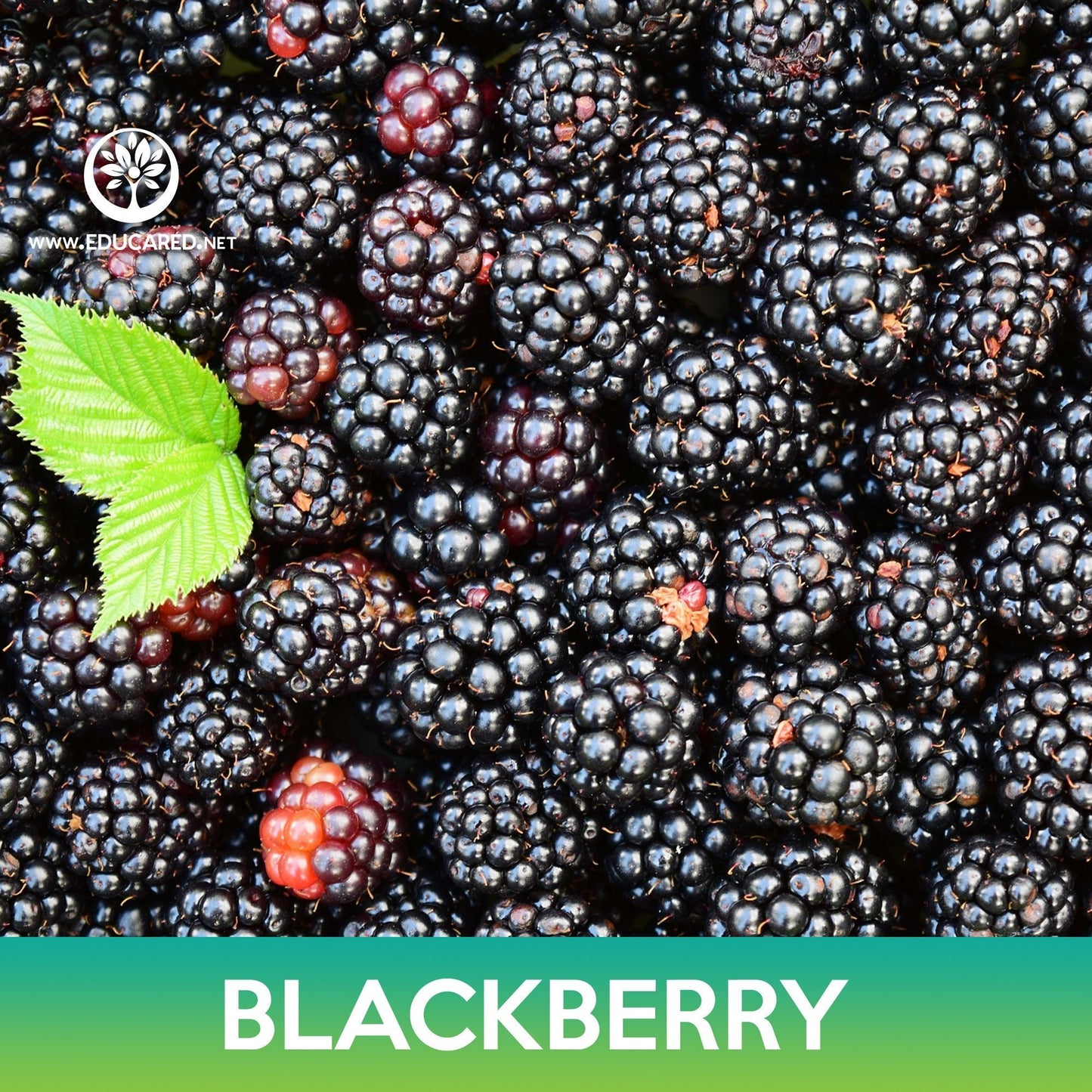Blackberry Seeds