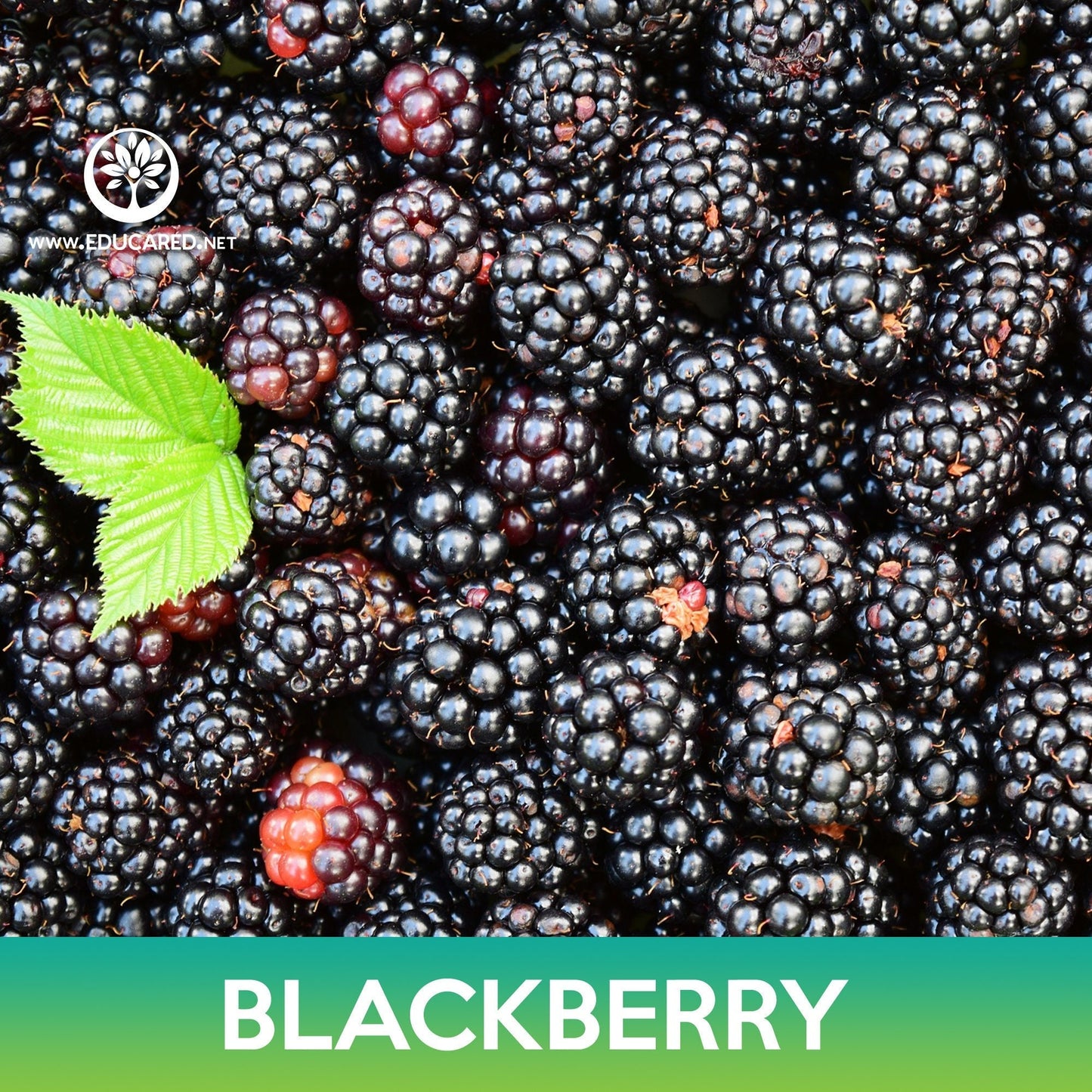 Blackberry Seeds, Rubus allegheniensis