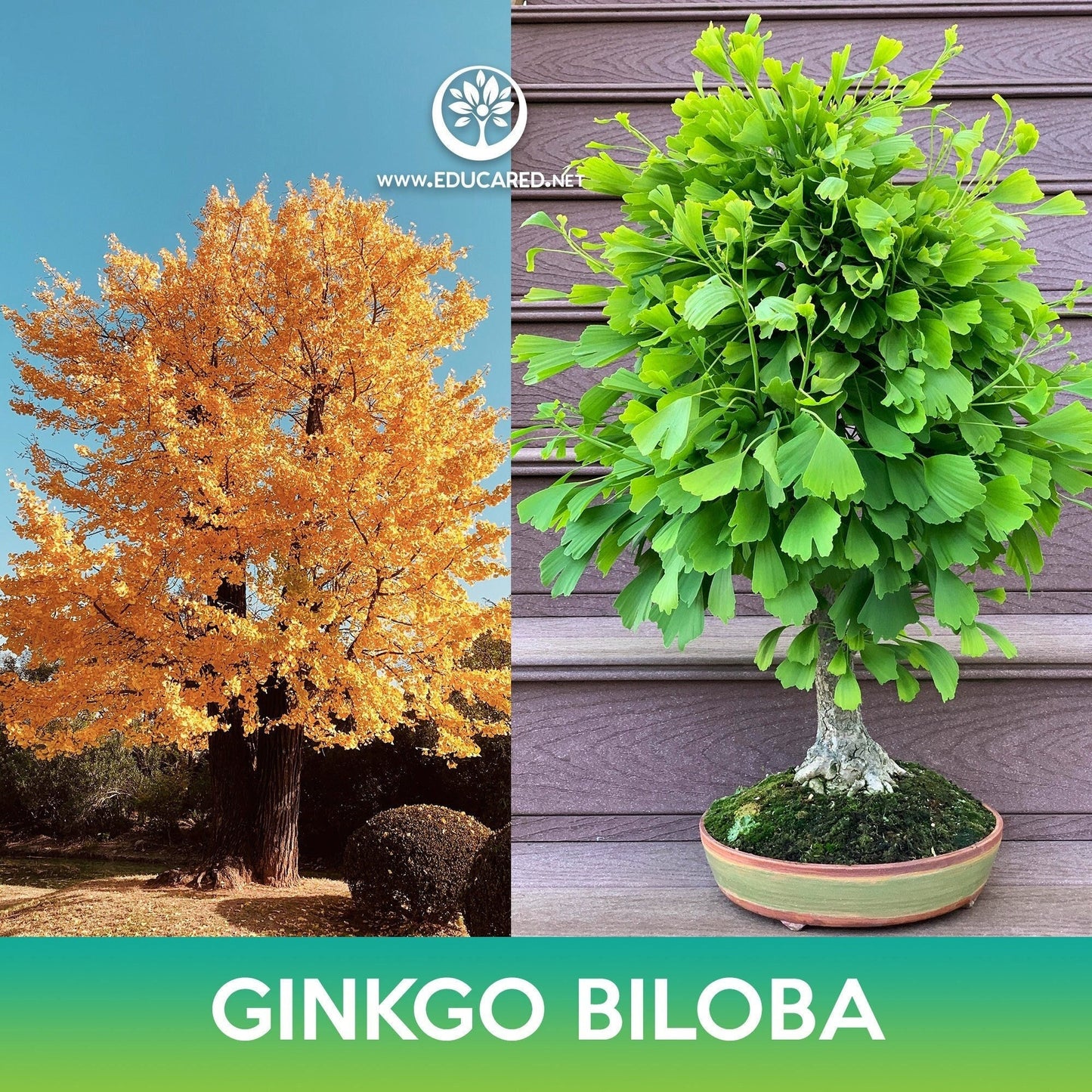 Ginkgo Biloba Tree Seeds