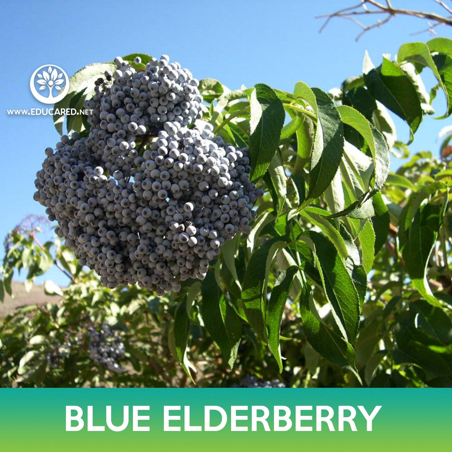 Blue Elderberry Seeds, Sambucus caerulea