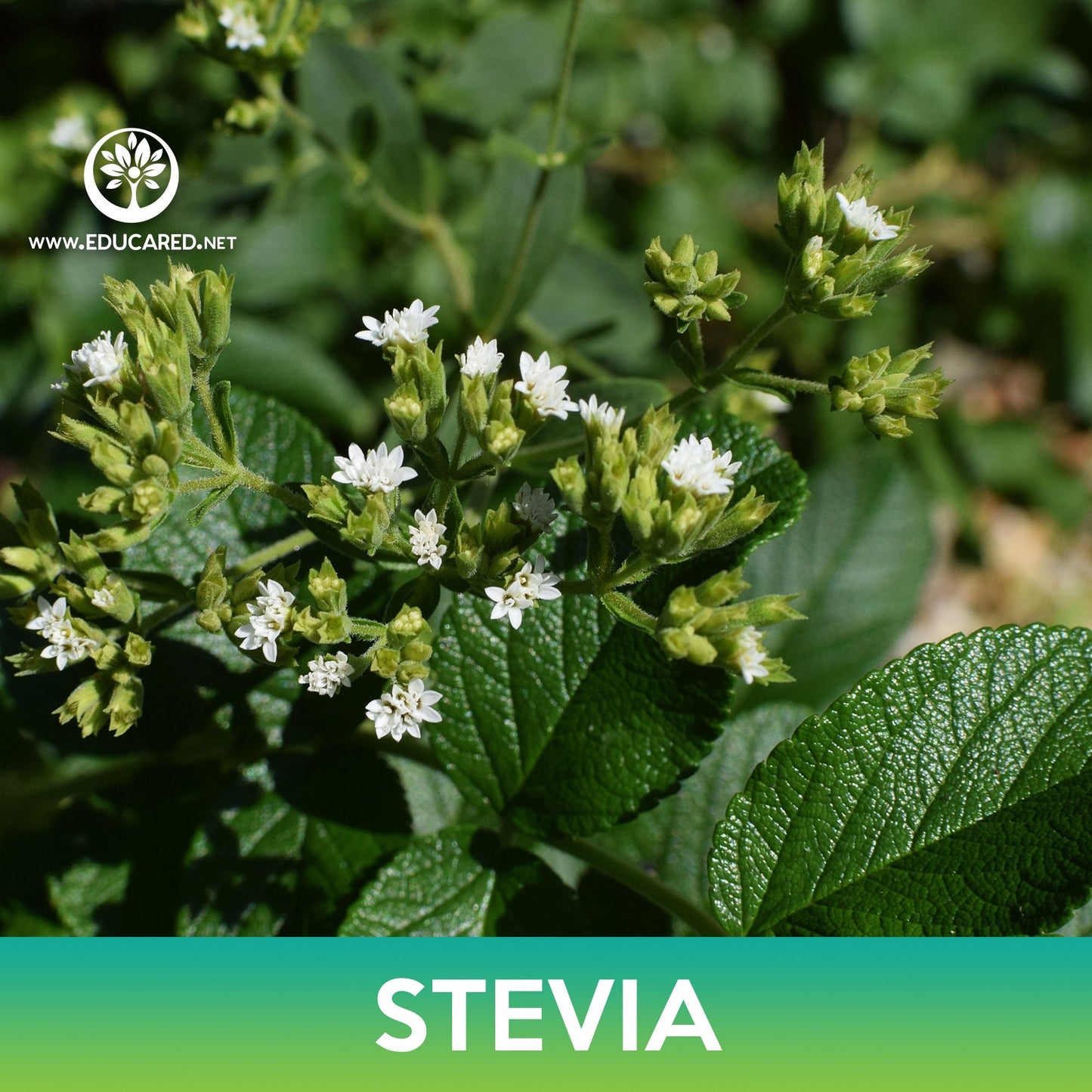 Stevia Seeds, Stevia Rebaudiana
