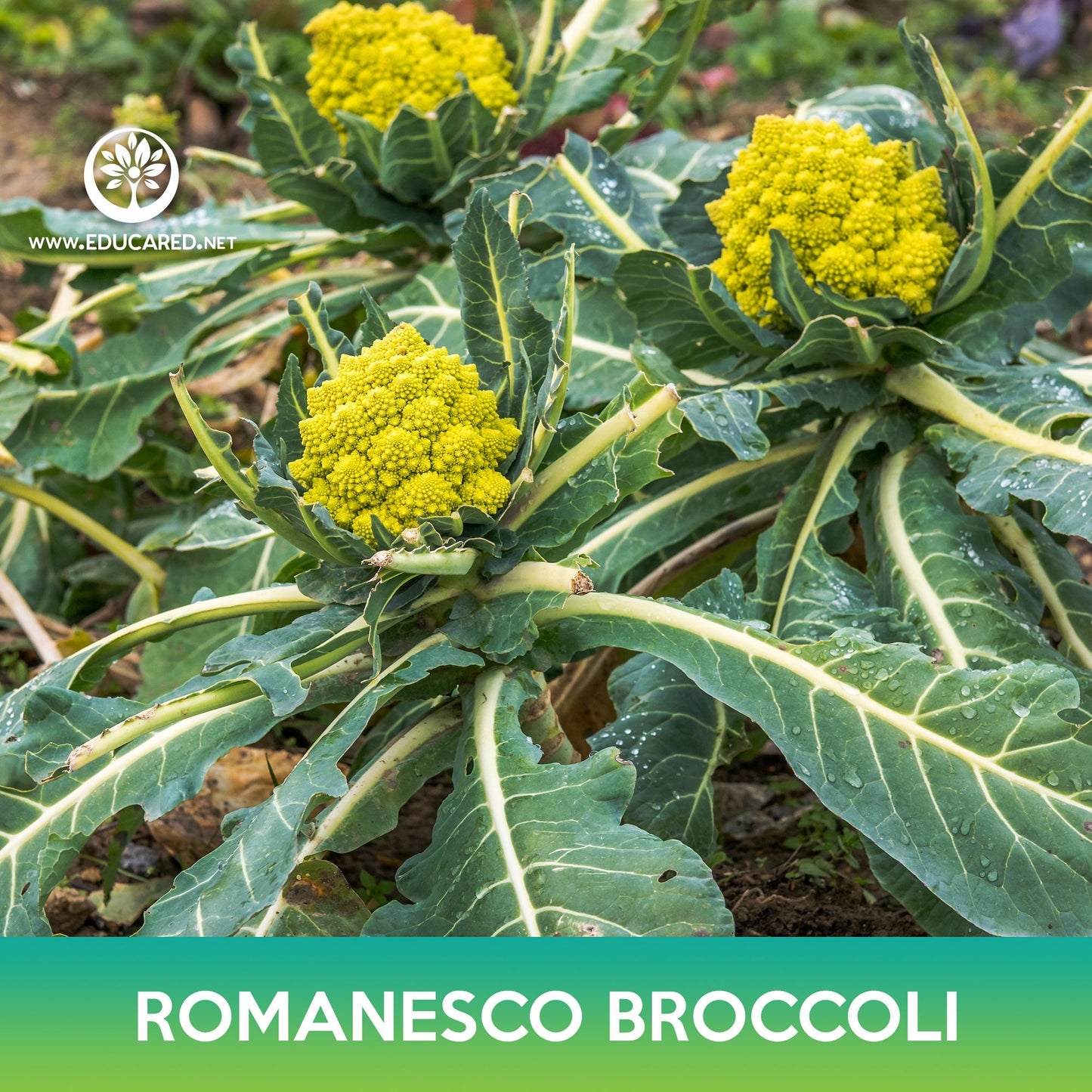 Romanesco Broccoli Seeds, Roman Cauliflower