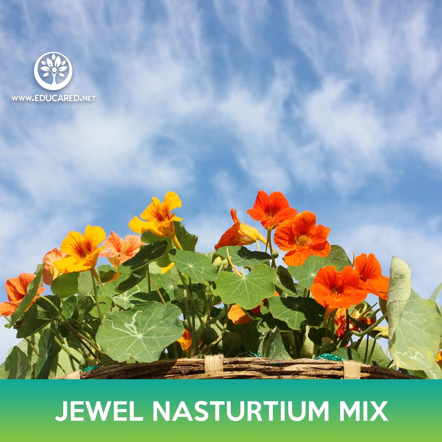 Jewel Nasturtium Flower Mix Seeds, Tropaeolum nanum