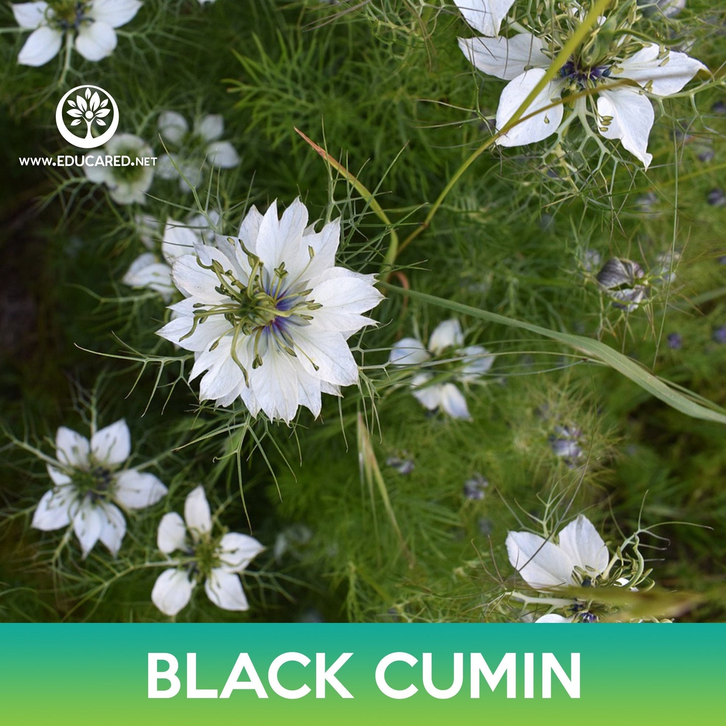 Black Cumin Seeds