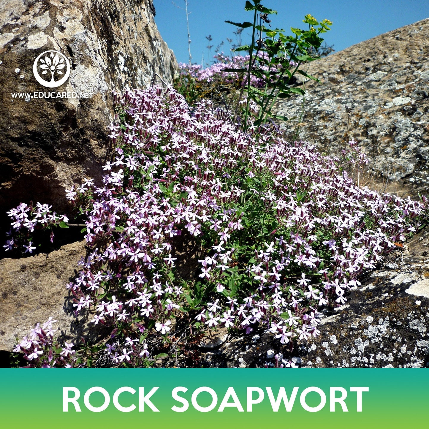 Rock Soapwort Seeds