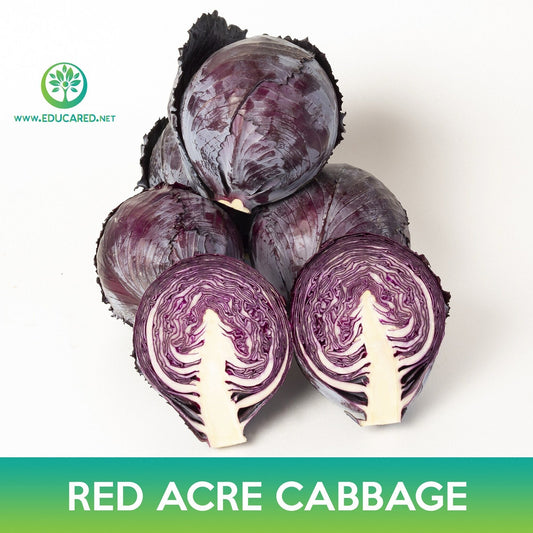 Red Acre Cabbage Seeds
