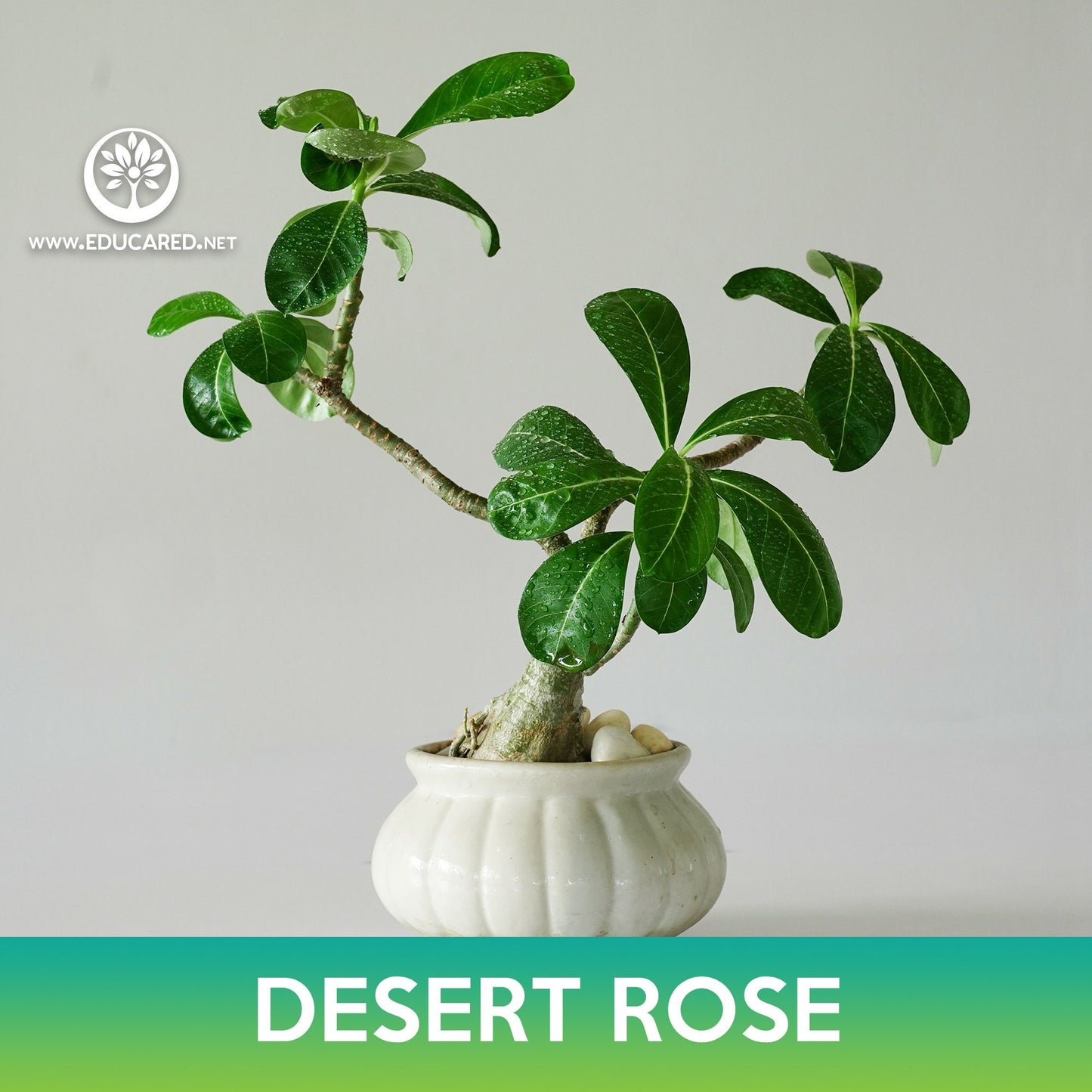 Desert Rose Succulent Tree Seeds