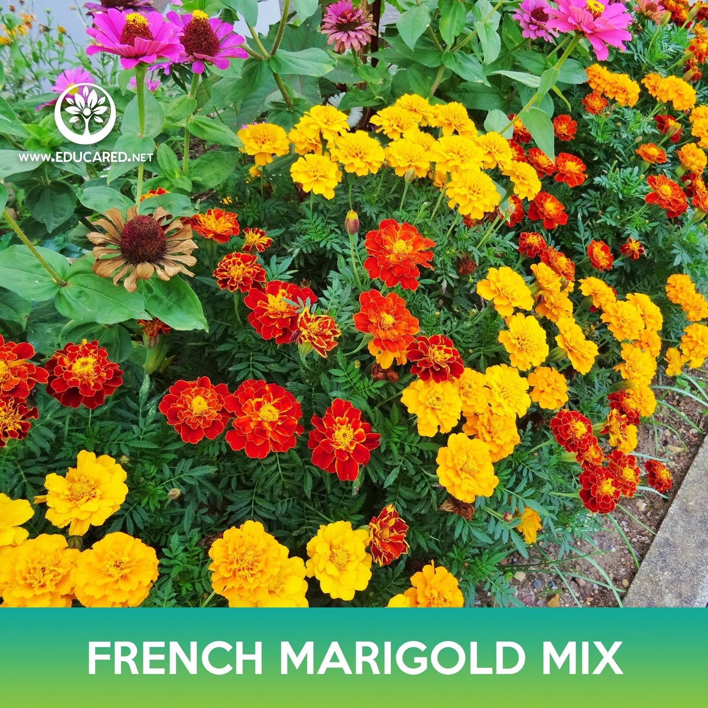 French Marigold Flower Mix Seeds