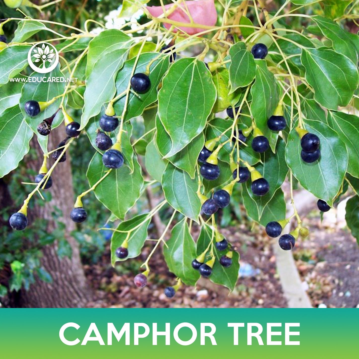 Camphor Tree Seeds