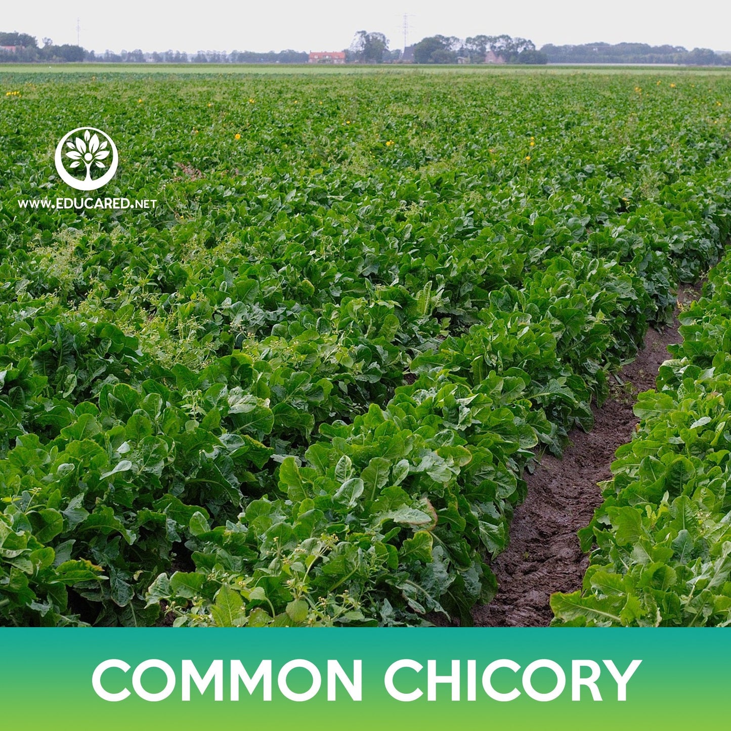 Common Chicory Seeds