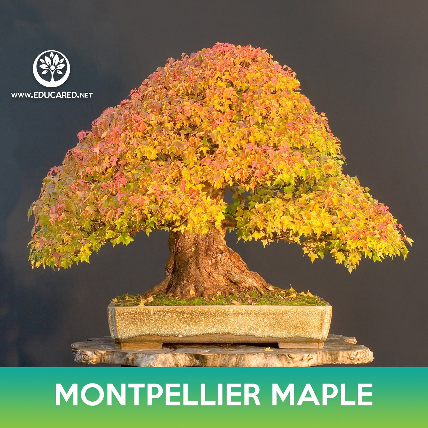 Montpellier Maple Seeds