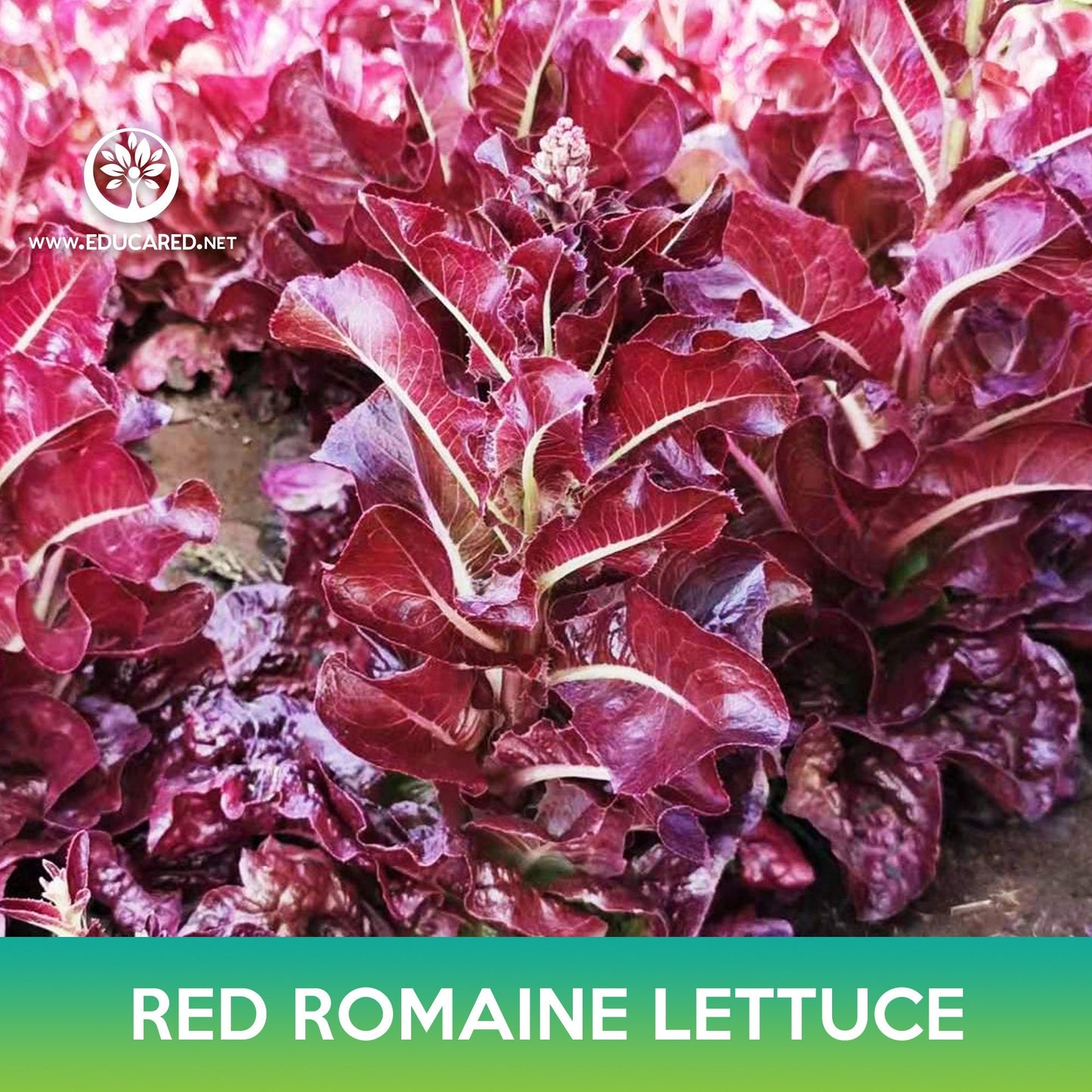 Red Romaine Lettuce Seeds, Lactuca sativa