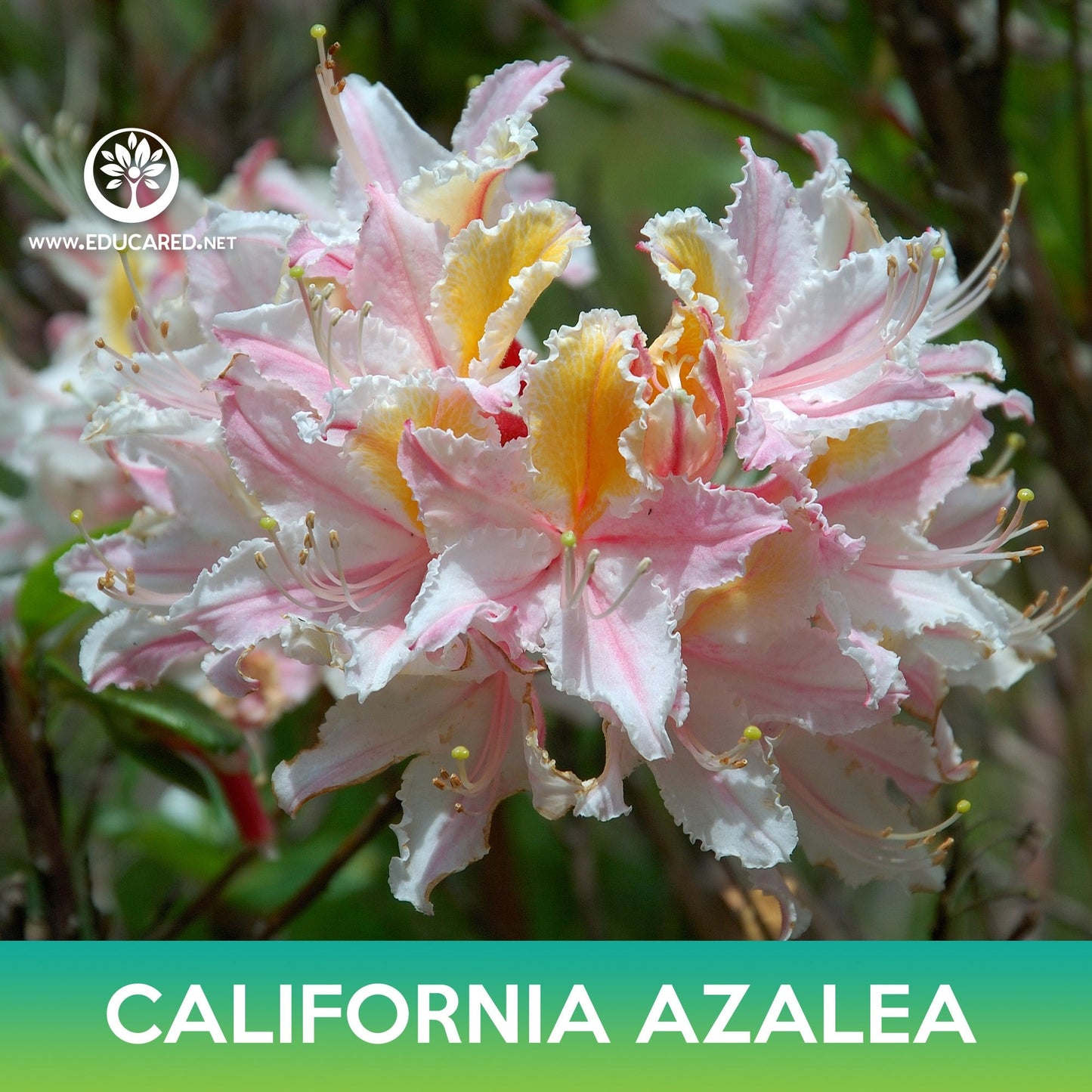 California Azalea Seeds, Western Azalea, Rhododendron occidentale