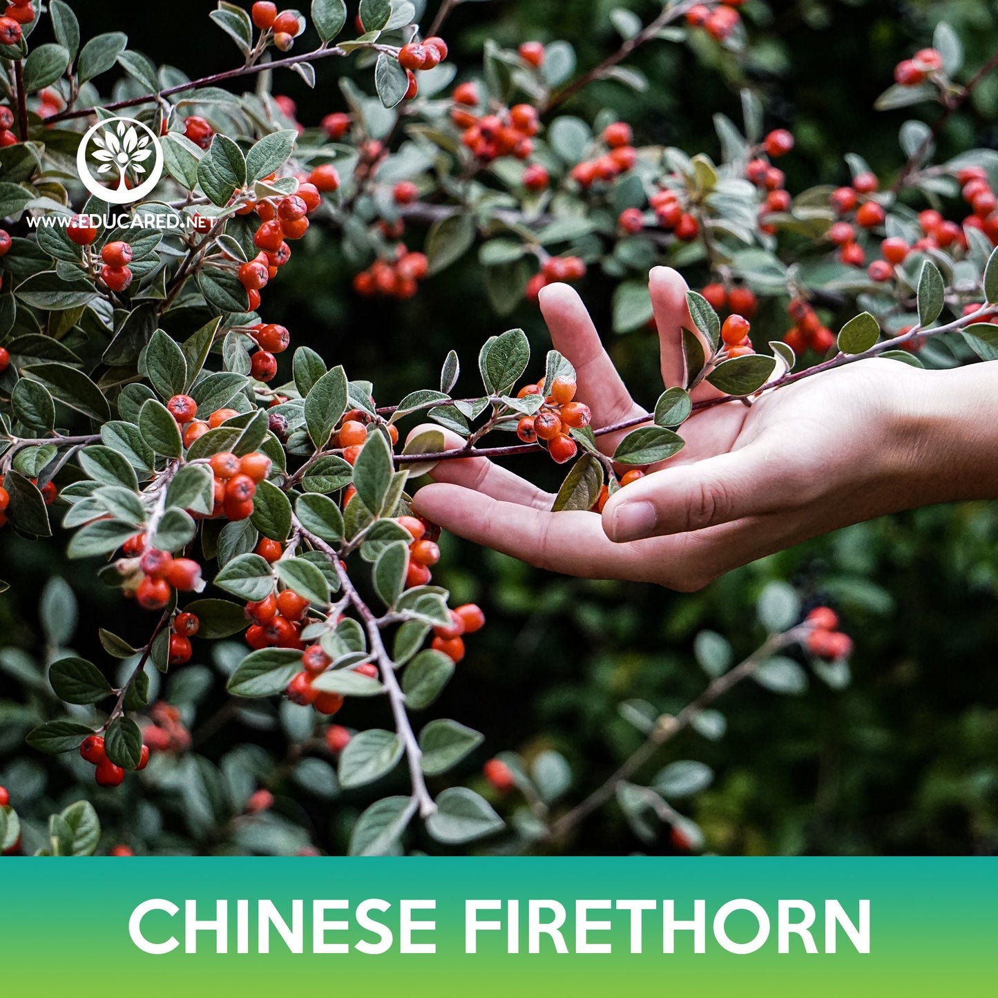 Chinese Firethorn Tree Seeds, Pyracantha fortuneana