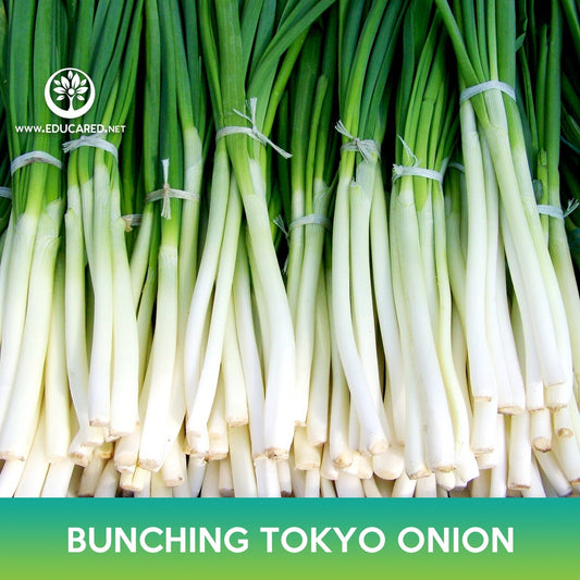 Long White Bunching Tokyo Onion Seeds, Welsh Onion