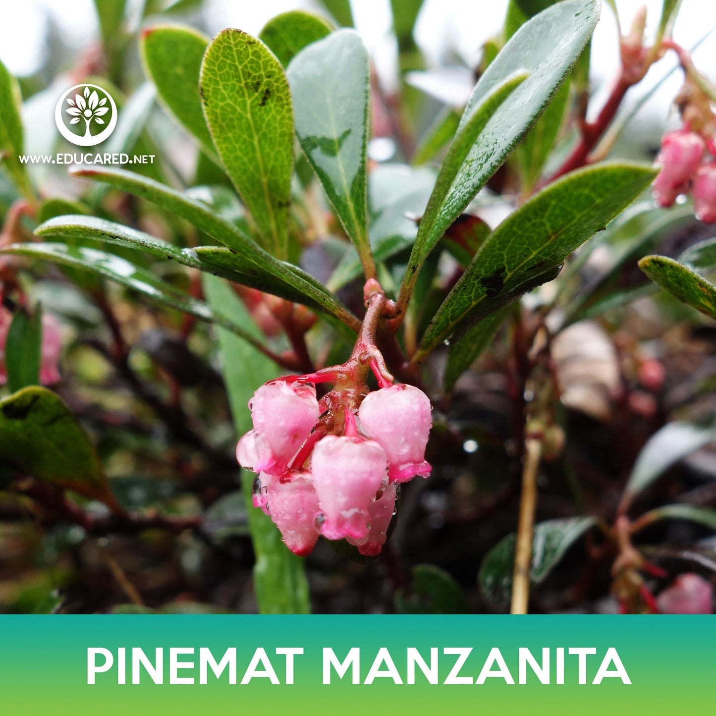 Pinemat Manzanita Groundcover Seeds, Arctostaphylos nevadensis