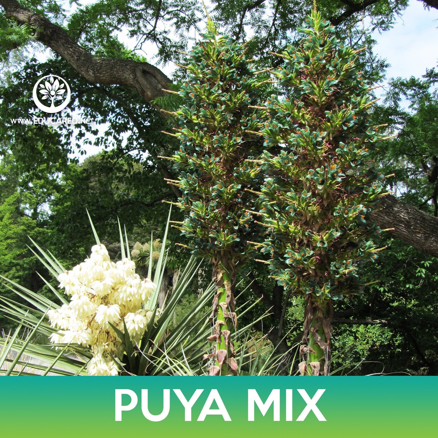 Puya Succulent Mix Seeds