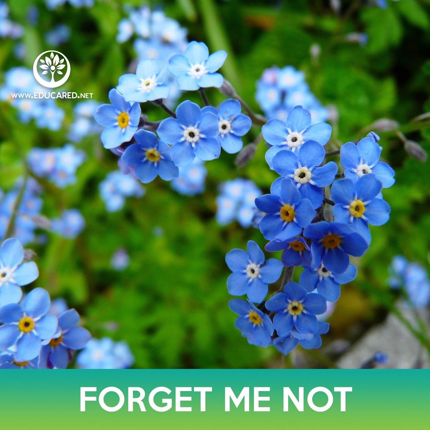 Forget-Me-Not Flower Seeds